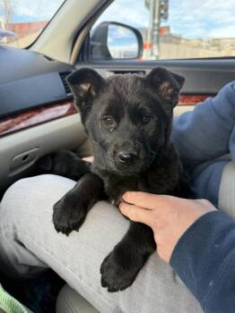 Chow Chow Dogs Available for Adoption - Lizzie | PetCurious