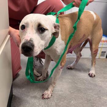 Hocus Pocus -  Mixed Breed Dog for Adoption in Philadelphia, Pennsylvania - Hocus Pocus | PetCurious