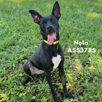 NOLA -  Mixed Breed Dog for Adoption - NOLA | PetCurious