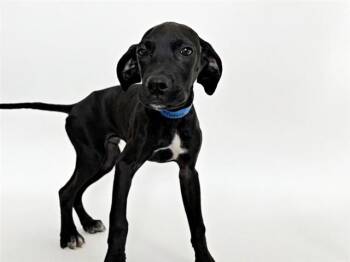 Terrier Dogs Available for Adoption in Brentwood, Missouri - MORRIS | PetCurious