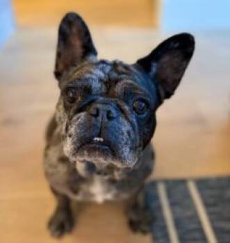 Cookie Crisp -  French Bulldog Dog for Adoption in San Marcos, California - Cookie Crisp | PetCurious