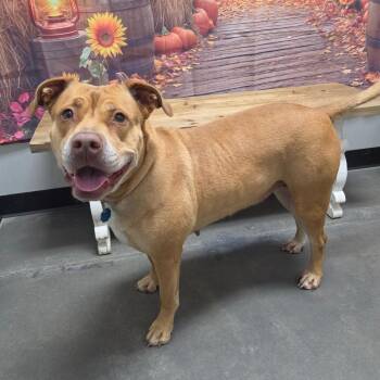 Lucy -  Mixed Breed Dog for Adoption in Normal, Illinois - Lucy | PetCurious