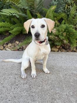Rescue Yellow Labrador Retriever and Beagle Dogs for Adoption in Houston, Texas - Babs | PetCurious