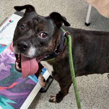 Daisy/OPAC7012 -  American Staffordshire Terrier Dog for Adoption in Oak Park, Illinois - Daisy/OPAC7012 | PetCurious
