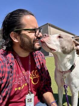 Mixed Breed Dogs Available for Adoption in Wichita, Kansas - Zada | PetCurious