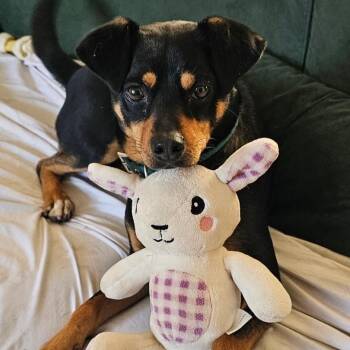 Martin -  German Pinscher Dog for Adoption in Santa Ana, California - Martin | PetCurious