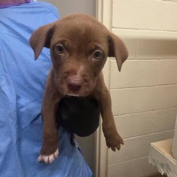 Thomas -  Mixed Breed Dog for Adoption in Duncan, Oklahoma - Thomas | PetCurious