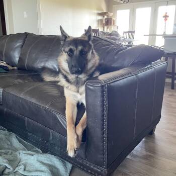 Perfect Poppy -  German Shepherd Dog Dog for Adoption in Burlington, North Carolina - Perfect Poppy | PetCurious