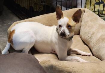 Rescue Jack Russell Terrier and Chihuahua Dogs for Adoption in Winter, Wisconsin - Keola | PetCurious