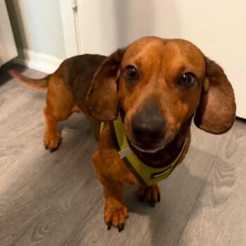 Mr. Velcro Cosmo -  Dachshund Dog for Adoption in Ridgefield, Washington - Mr. Velcro Cosmo | PetCurious