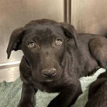 PUPPY 4 -  Labrador Retriever and Mixed Breed Dog for Adoption in Rancho Cucamonga, California - PUPPY 4 | PetCurious