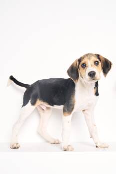 Beagle Dogs Available for Adoption in Charlotte, North Carolina - Clarence | PetCurious