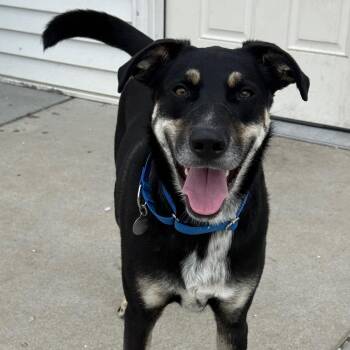 Mongoose -  Mixed Breed Dog Available for Adoption in St. Peters, Missouri - Mongoose | PetCurious