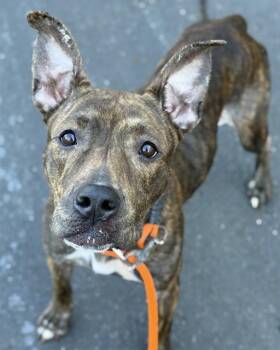 Pit Bull Terrier Dogs Available for Adoption - WHISP | PetCurious