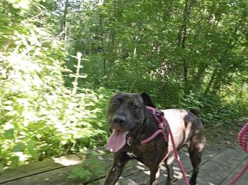 Saiya (Sara) -  Shepherd Dog for Adoption - Saiya (Sara) | PetCurious