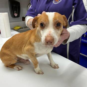 Jack Russell Terrier and Dachshund Dogs Available for Adoption in Ravenna, Ohio - 190417 LOOKING FOR OWNER | PetCurious