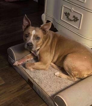 Rescue Pit Bull Terrier Dogs for Adoption in Snyder, Texas - Jewel | PetCurious