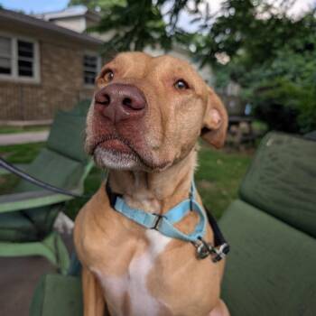 Noeleen -  Pit Bull Terrier Dog for Adoption in Baltimore, Maryland - Noeleen | PetCurious