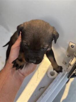 Siberian Husky and Labrador Retriever Dogs Available for Adoption - A650629 | PetCurious