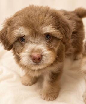 Muffin -  Mixed Breed Dog for Adoption in Monticello, Minnesota - Muffin | PetCurious