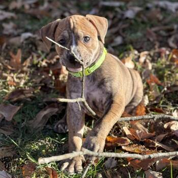 Rescue Mixed Breed Dogs for Adoption in Union, Missouri - Tater Fc Stephanie D | PetCurious