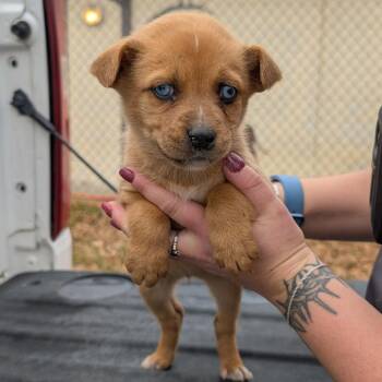 Siberian Husky and Mixed Breed Dogs Available for Adoption - Flambeaux | PetCurious