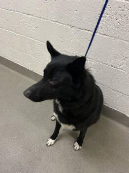 HUNTER -  German Shepherd Dog Dog for Adoption in Doral, Florida - HUNTER | PetCurious