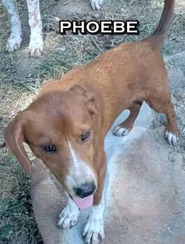 Rescue Great Pyrenees and Australian Cattle Dog Blue Heeler Dogs for Adoption in Melbourne, Arkansas - PHOEBE | PetCurious