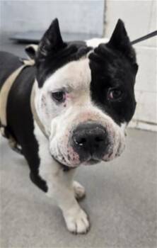 HERCULES -  American Bulldog Dog for Adoption in San Bernardino, California - HERCULES | PetCurious