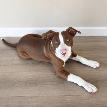 Stormie -  American Staffordshire Terrier Dog for Adoption in Gulfport, Mississippi - Stormie | PetCurious