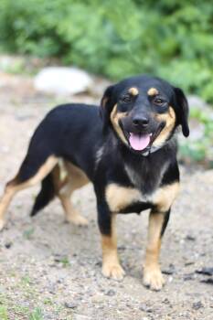 Katrina in NH. Come Meet our Adoptable Dogs Wednesday-Saturday.  -  Beagle Dog for Adoption in Manchester, New Hampshire - Katrina In NH. Come Meet Our Adoptable Dogs Wednesday-Saturday.  | PetCurious