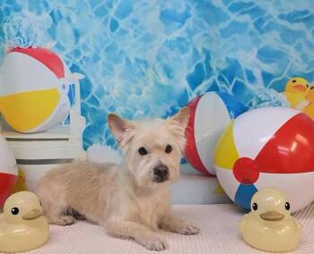 Angus -  West Highland White Terrier Westie Dog for Adoption in Phoenix, Arizona - Angus | PetCurious