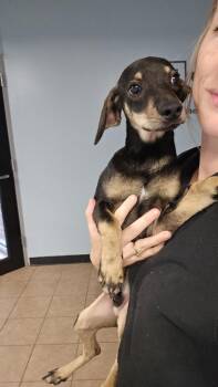 Zeb -  Mixed Breed Dog for Adoption in Marion, Ohio - Zeb | PetCurious