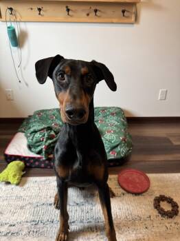 Doberman Pinscher Dogs Available for Adoption - Maxwell | PetCurious
