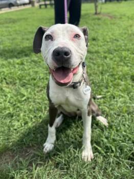AUTUMN -  Pit Bull Terrier Dog for Adoption - AUTUMN | PetCurious