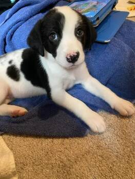 Sophia -  Mixed Breed Dog for Adoption in Wyoming, Michigan - Sophia | PetCurious