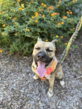 Lemon -  Mixed Breed Dog for Adoption in Atlanta, Georgia - Lemon | PetCurious