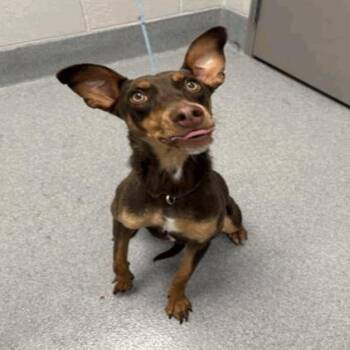 Tiny -  Doberman Pinscher Dog for Adoption in Indianapolis, Indiana - Tiny | PetCurious
