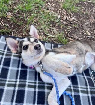 Aspen -  Cattle Dog and Chihuahua Dog for Adoption in Boulder, Colorado - Aspen | PetCurious