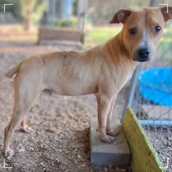 Fred -  Feist and English Bulldog Dog for Adoption in Enterprise, Alabama - Fred | PetCurious