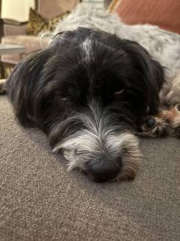 Terrier Dogs Available for Adoption - Arctic | PetCurious