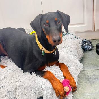 Dante 3623 -  Doberman Pinscher Dog for Adoption in Oakland Park, Florida - Dante 3623 | PetCurious