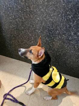 Lee the Loving -  Terrier Dog for Adoption in Brewster, New York - Lee The Loving | PetCurious