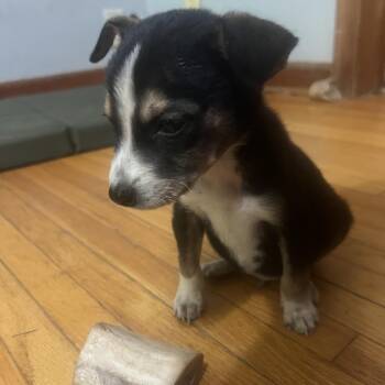 Oscar -  Mixed Breed Dog for Adoption in Bismarck, North Dakota - Oscar | PetCurious