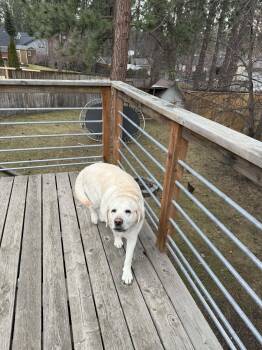 Labrador Retriever Dogs Available for Adoption - Paisely  ***Courtesy Listing For Luke