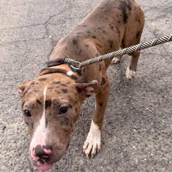 Faye -  Mixed Breed Dog for Adoption in Edwardsville, Illinois - Faye | PetCurious