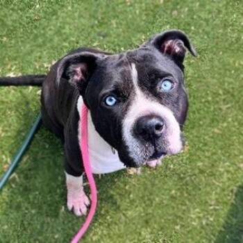 Juniper Ice -  Pit Bull Terrier and Mixed Breed Dog for Adoption in Brentwood, Missouri - Juniper Ice | PetCurious