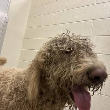 Ollie -  Mixed Breed Dog for Adoption in Asheville, North Carolina - Ollie | PetCurious