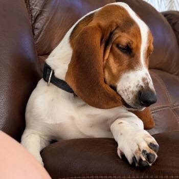 Buck (Benefactor Dog) -  Basset Hound Dog for Adoption in Abbotsford, British Columbia - Buck (Benefactor Dog) | PetCurious