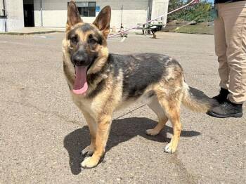 PILOT -  German Shepherd Dog Dog for Adoption in Santa Rosa, California - PILOT | PetCurious